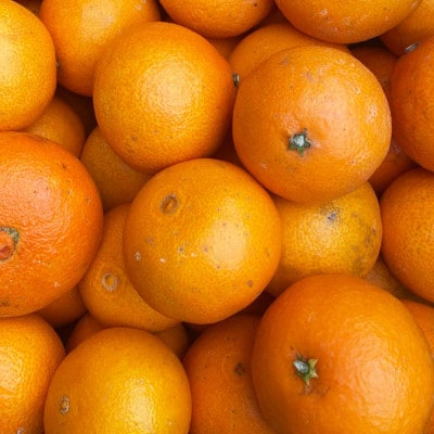 ããå®¶åºçšãçå¹³ÃãŸã©ã㪠2kgãçŽ
ããªã³ã»ã¹ããšååçš® æåªæè©Š48ãC25-317ãã1713693ã