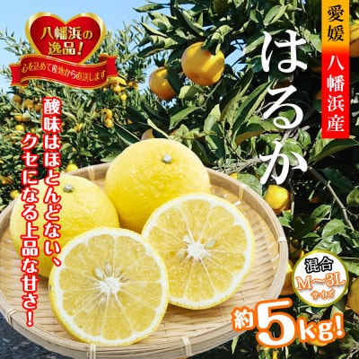 2026年2月発送開始　ジューシーな甘さ!「はるか」約5キロ　【C39-7】【配送不可地域：離島】【1280653】