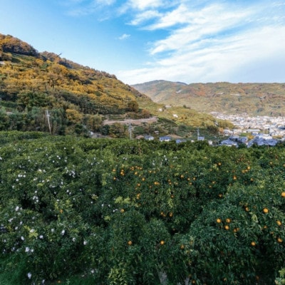 【南国を感じさせる独特の香り】愛媛ポンカン 3kg【C20-60】【1620341】