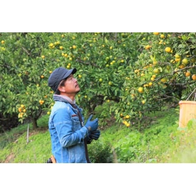 八幡浜産・きよみ5kg[数量限定!]【C56-14】【1141509】