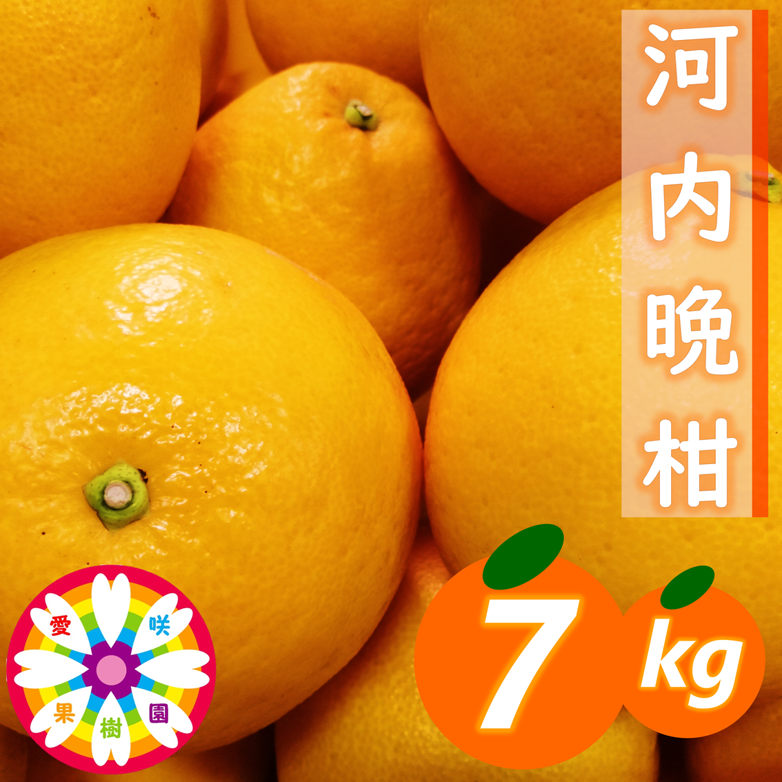 愛咲果樹園「河内晩柑」約7kg【C71-40】 YWTS035
