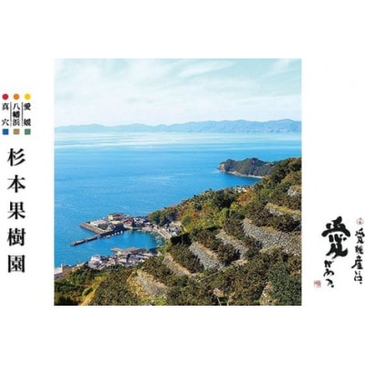 【2025年12月以降順次発送】〈特選〉真穴、杉本果樹園八寿みかん(普通温州)5kg【D34-24】【1510695】