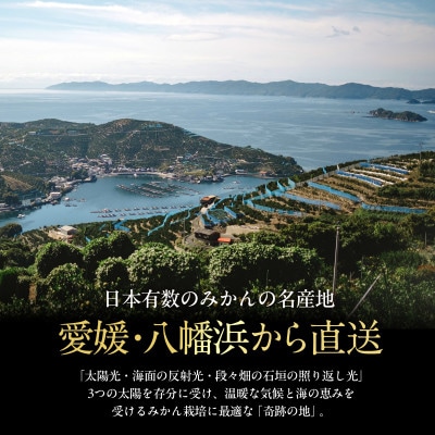 【数量限定】老舗農家が見極めたプレミアム【せとか3kg×2箱】柑橘の大トロ【H70-115】【1683912】
