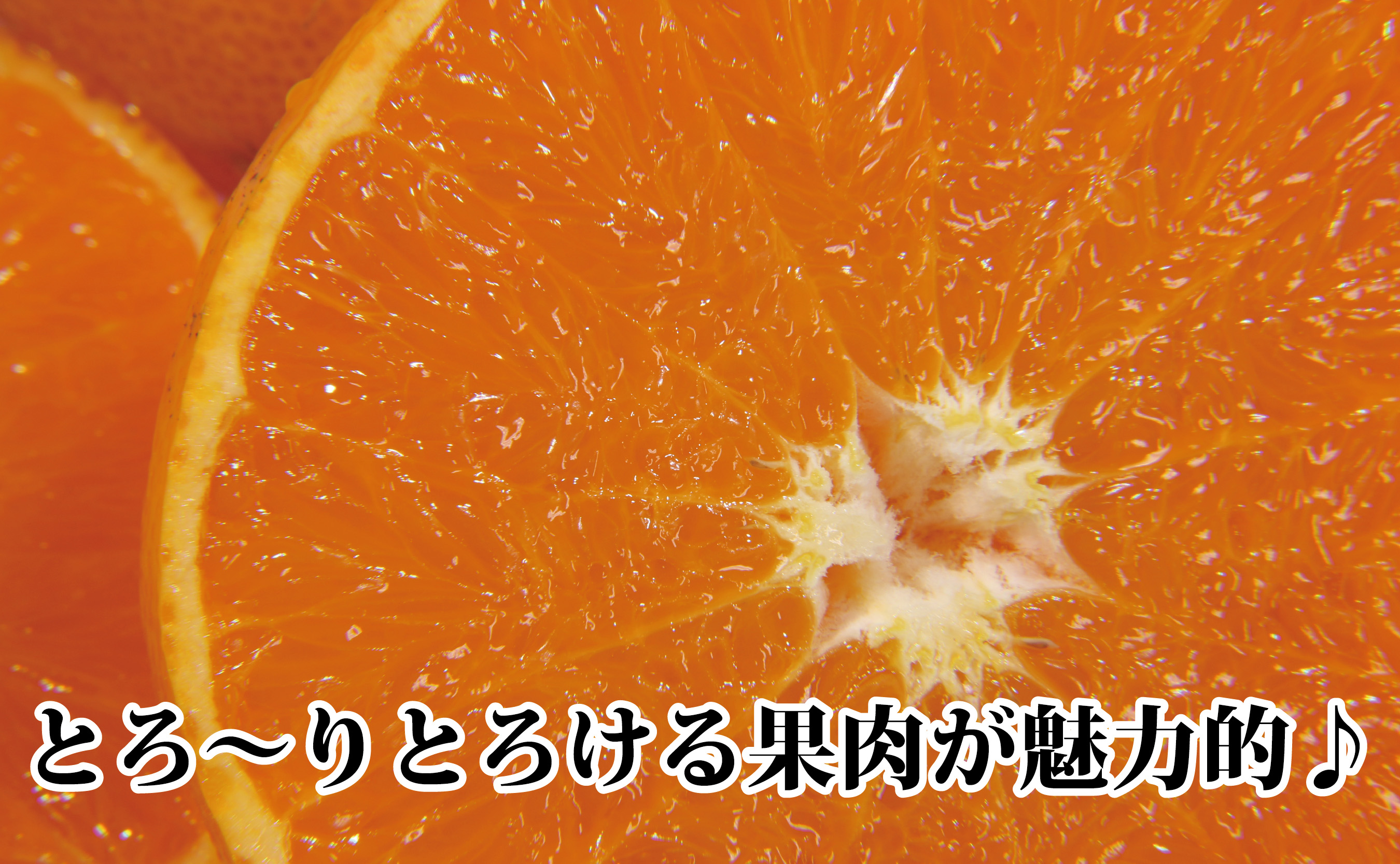 2027年2月発送開始　柑橘の大トロ!「せとか」約3.5キロ【訳あり品・家庭向け】【C39-51】【配送不可地域：離島】【1491413】 YWTF026