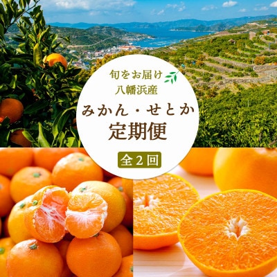 【発送月固定定期便】愛媛みかん大玉8kg(訳)×せとか3kg(訳)【G25-260】全2回【4071213】
