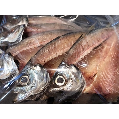 ç«¹äžæ°Žç£ã®å€©æ¥å¹²ã倧ã¢ãž(å®åæµ·ç£)ã®éã12æ(倧æ¯ããµã€ãºãããŸããªã)!ãD22-250ããé
éäžå¯å°åïŒé¢å³¶ãã1073907ã