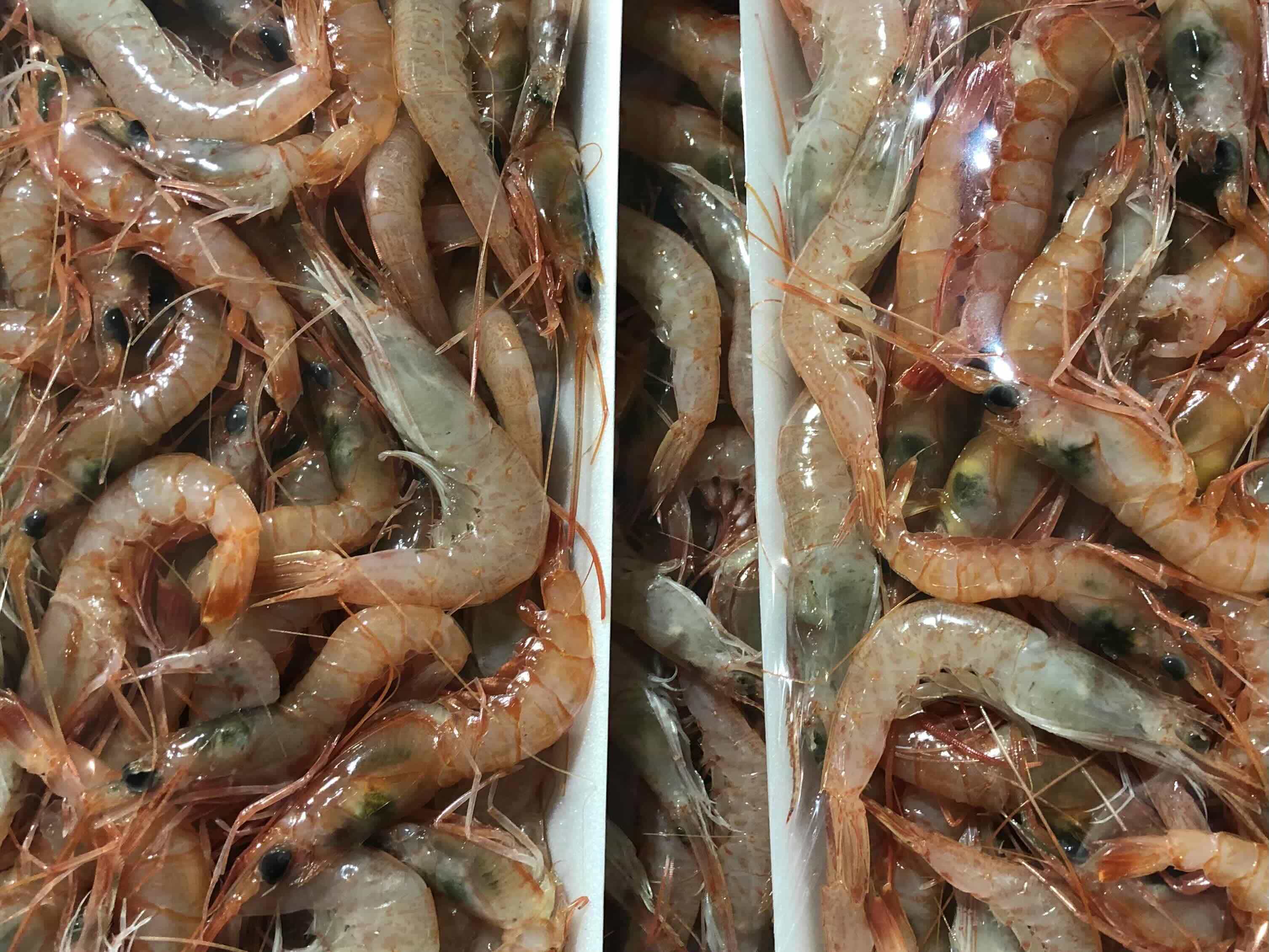 遶ケ荳ュ豌エ逕」縺ョ蝨ー豬キ閠(蜈ォ蟷。豬懃肇)2繧ュ繝ュ!縲色22-267縲代宣埼∽ク榊庄蝨ー蝓滂シ夐屬蟲カ縲代1083422縲 YWTM085
