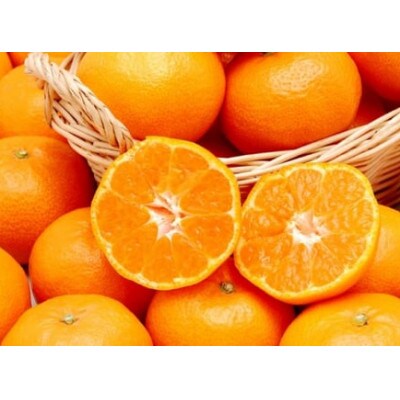 愛媛県八幡浜産愛媛みかん5kg(早生)【C35-7】【配送不可地域：離島・北海道・沖縄県】【1492247】