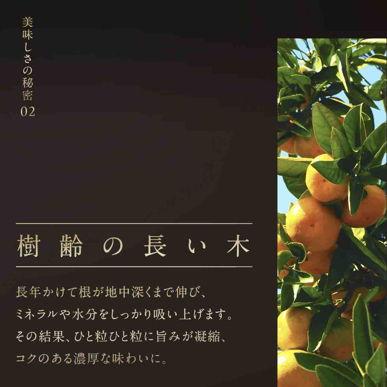 【三つ星ブランド】星乃みかんプレミアムシリーズ(3kg)【C45-94】【1625778】 YWTAZ056