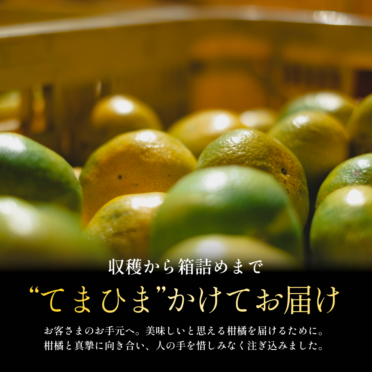 縲仙郁。悟女莉倥台コ比サ」逶ョ縺悟宍驕ク縺励◆縲先・オ譌ゥ逕溘∩縺九s5kg縲第帛ェ帷恁蟾昜ク顔肇縲燭70-34縲代1536337縲 YWTK034