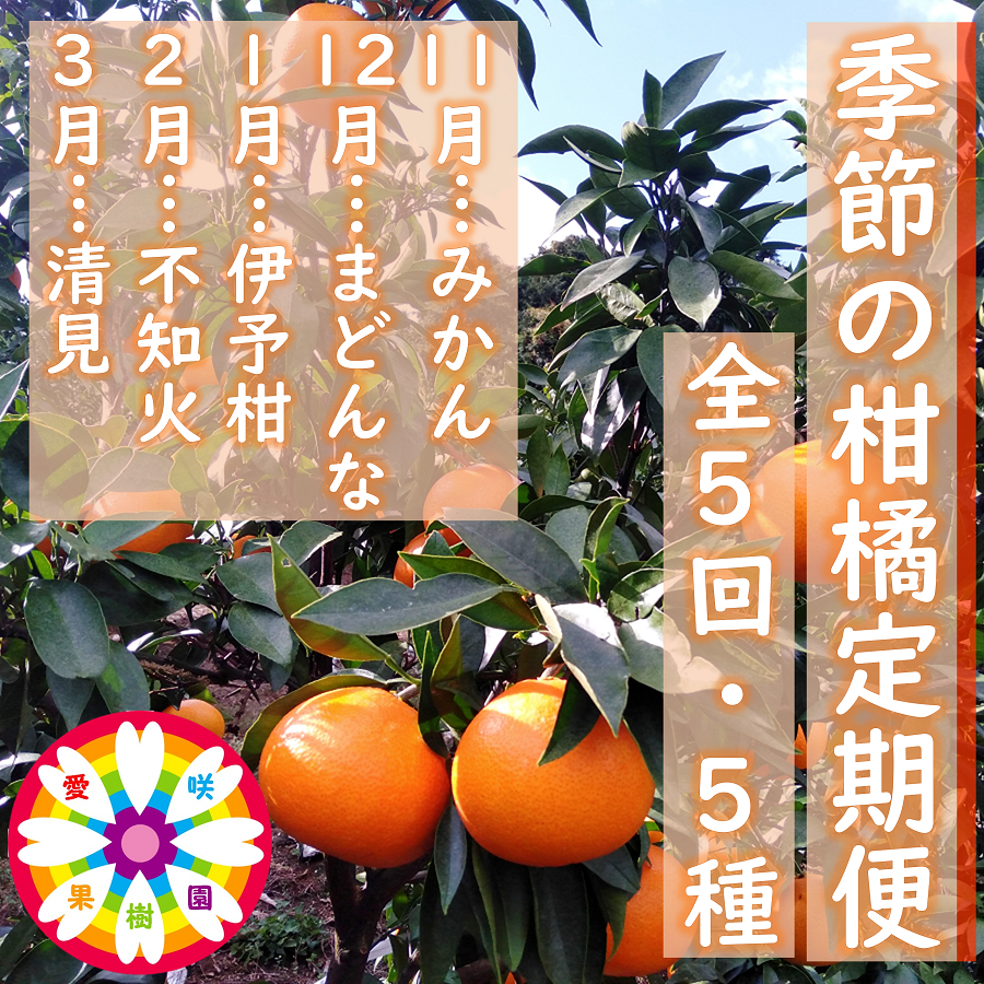 【発送月固定定期便】愛咲果樹園「季節の柑橘定期便」(11月〜3月)全5回【F71-21】【4013523】 YWTS017