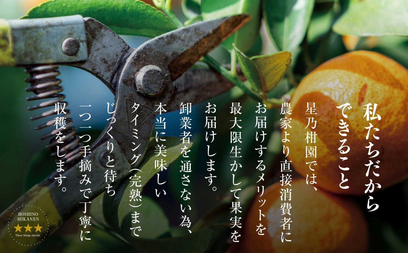 縲占ィウ縺ゅj縲第弌荵縺ソ縺九s蝨偵ョ譏滉ケ縺ソ縺九s(5kg)縲植45-98縲代1650693縲