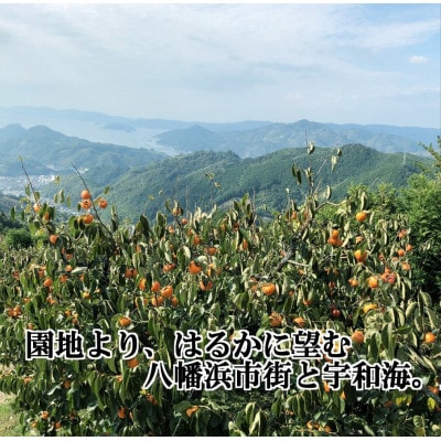 甘さにニッコリ日本最大級の柿「富士柿」約5キロ 【D39-15】【配送不可地域：離島・北海道・沖縄県】【1236930】