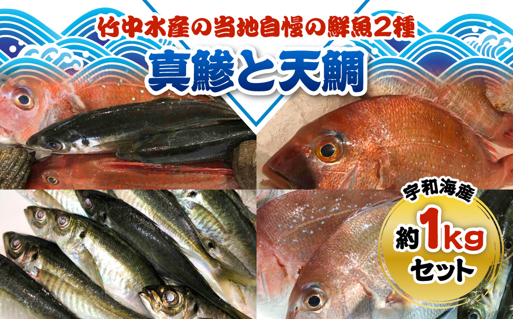 竹中水産の当地自慢の鮮魚2種「真鯵と天鯛」!約1キロセット!(宇和海産)【C22-255】【配送不可地域：離島・北海道・沖縄県】【1073912】 YWTM073