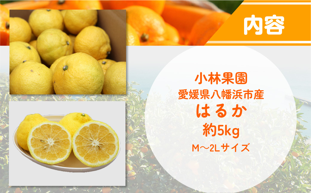 縲仙郁。悟女莉倥大ー乗棊譫懷恍縺ョ縺ッ繧九°(邏5kg)縲燭24-22縲 YWTAD015