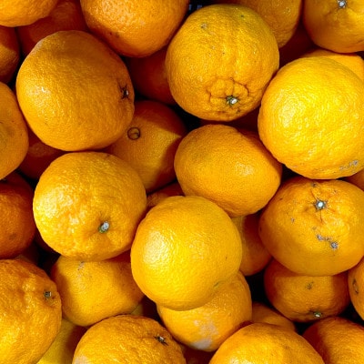 【ご家庭用】不知火 7kg みかん 愛媛県 八幡浜市 西宇和地区【D25-389】【1718391】