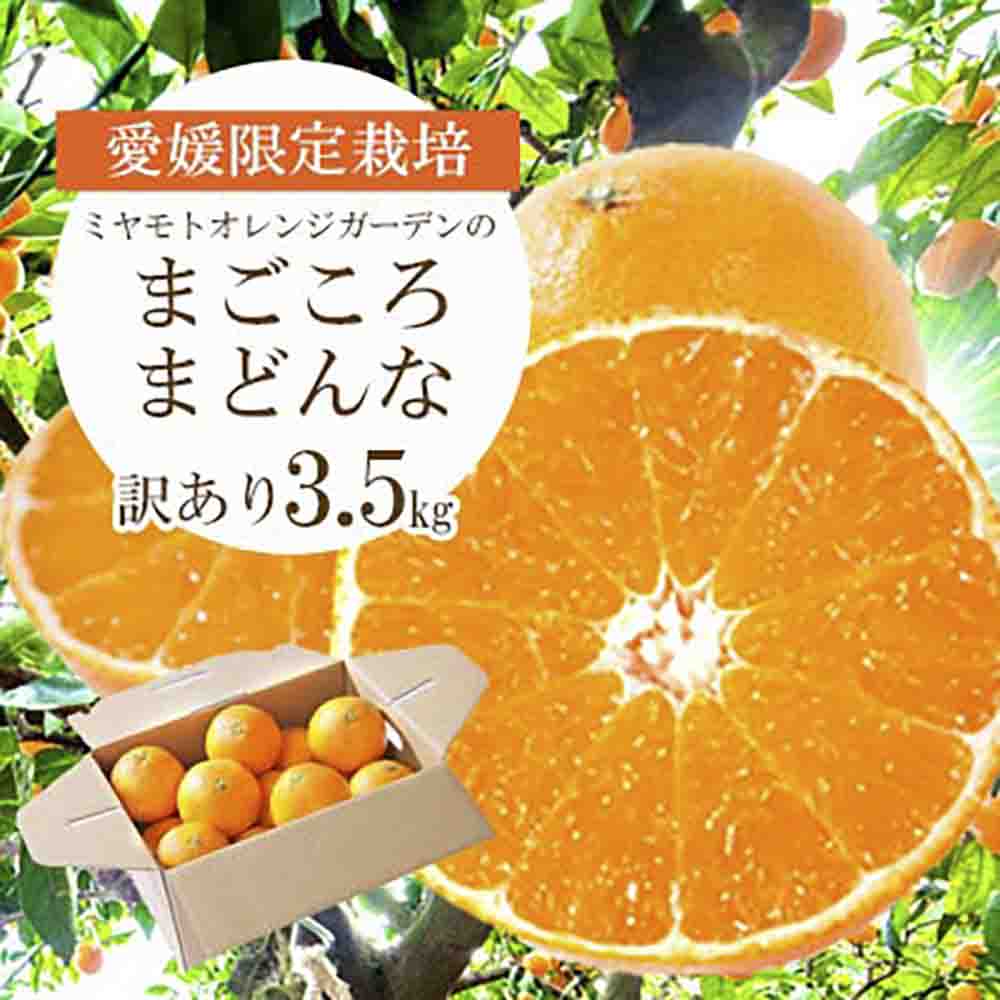 【紅まどんなと同品種】愛媛果試28号 まごころまどんな 3.5kg 訳あり|愛媛県八幡浜産【1166250】 YWTAP076
