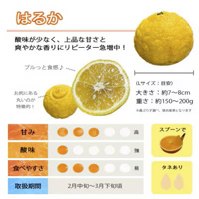 【先行受付】口いっぱいに広がる爽やかな甘み!「はるか」約5kg入【C28-20】【配送不可地域：離島】【1046133】 YWTN013