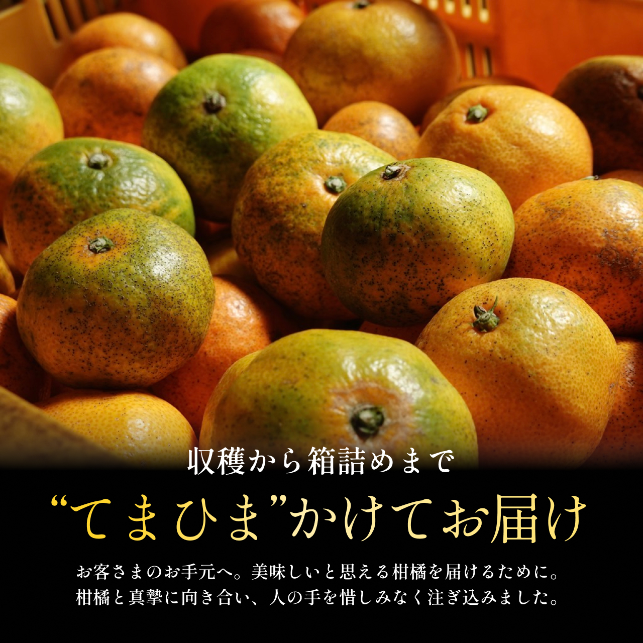 縲仙郁。悟女莉倥代占ィウ縺ゅj縺縺代←鄒主袖縺励&縺昴ョ縺セ縺セ縲第・オ譌ゥ逕溘∩縺九s 8kg縲先帛ェ帷恁逕」縲代燭70-102縲代1674435縲 YWTK101
