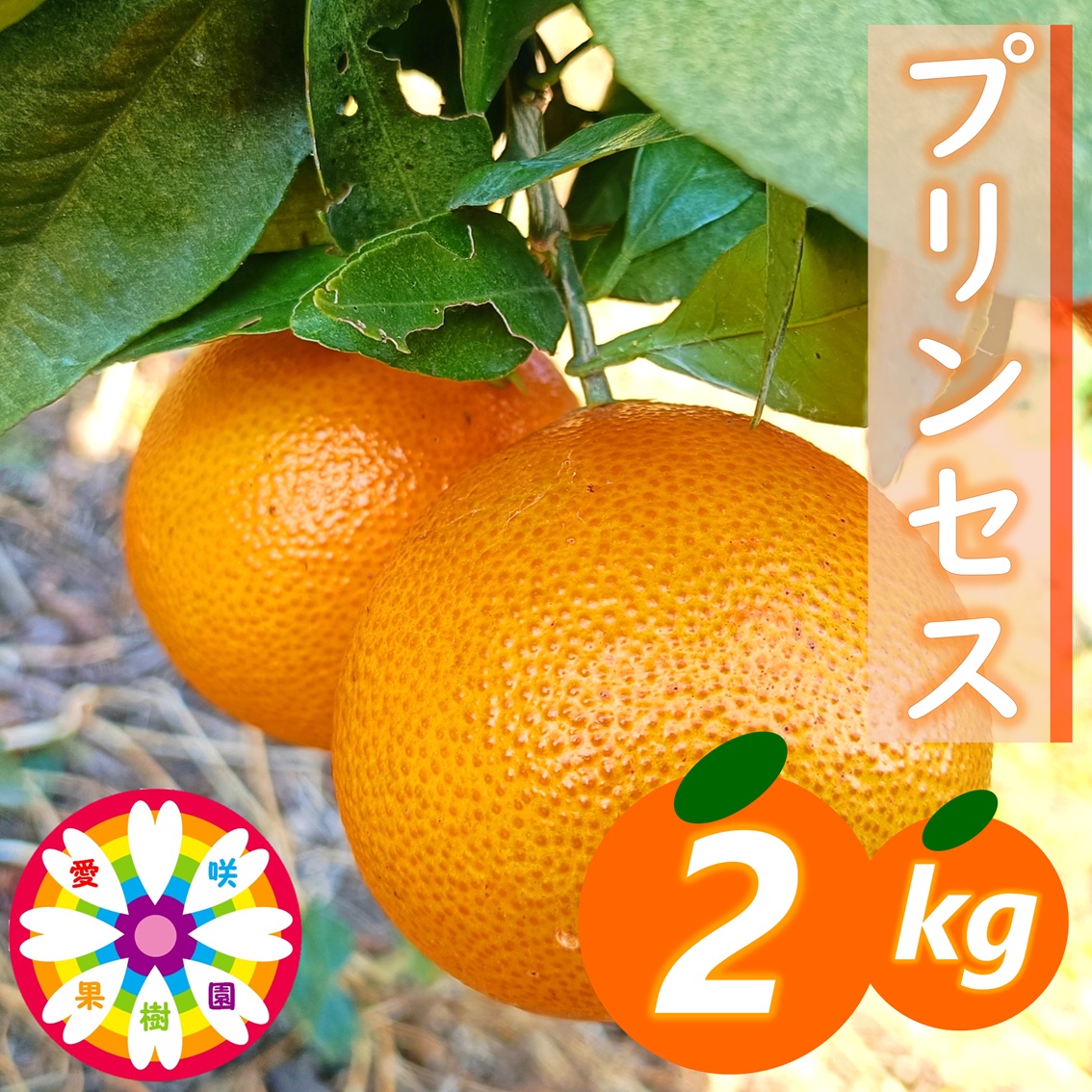【先行受付】愛咲果樹園「プリンセス(愛果48号)」 紅プリンセスと同品種 約2kg【71-48】YWTS064
