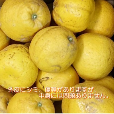 2026年4月〜順次出荷　爽やかでみずみずしい!初夏の「河内晩柑」約5キロ【訳あり】【C39-82】【配送不可地域：離島】【1640764】