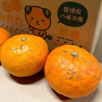 【ご家庭用】甘平 7kg 愛媛県 八幡浜産 西宇和地区 扁平で濃い味 新食感【H25-305】【1713058】