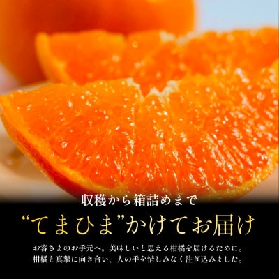 【数量限定】老舗農家が見極めたプレミアム【せとか3kg×2箱】柑橘の大トロ【H70-115】【1683912】
