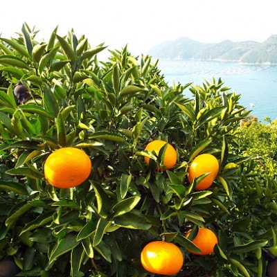 æåªã®é«çŽææ©ã®ä»£åè©!ãããšããçŽ3.5kgå
¥ãD28-18ããé
éäžå¯å°åïŒé¢å³¶ãã1046129ã