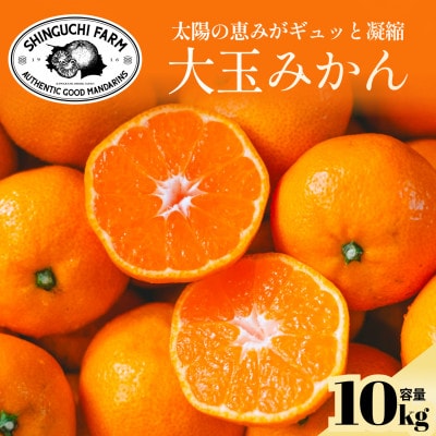 【大玉サイズ限定】五代目が厳選した愛媛みかん 10kg【C70-137】【1686743】
