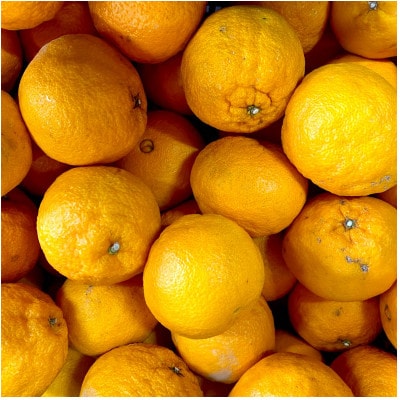 縲占ィウ縺ゅj縲台ク咲衍轣ォ 7kg 縺ソ縺九s 諢帛ェ帷恁 蜈ォ蟷。豬懷ク 隘ソ螳蜥悟慍蛹コ縲織25-375縲代1718387縲