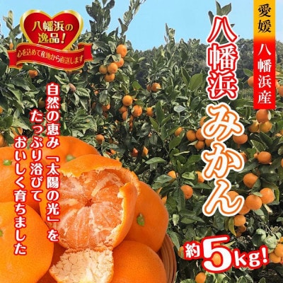 太陽の光・石垣の反射光・海面の反射光を浴びて育った「八幡浜みかん」約5キロ【C39-79】【配送不可地域：離島】【1636310】