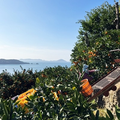 自然の恵み!「ガキ大将」3kg(L/Mサイズ)/日の丸みかん/ご家庭用/2箱セット【C79-15】【1452038】