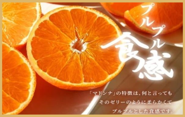 極撰柑橘【雅プレミアム】糖度保証・光センサー 合格品「 マドンナ 」約2キロ【D39-61】【配送不可地域：離島】【1614244】 YWTF036