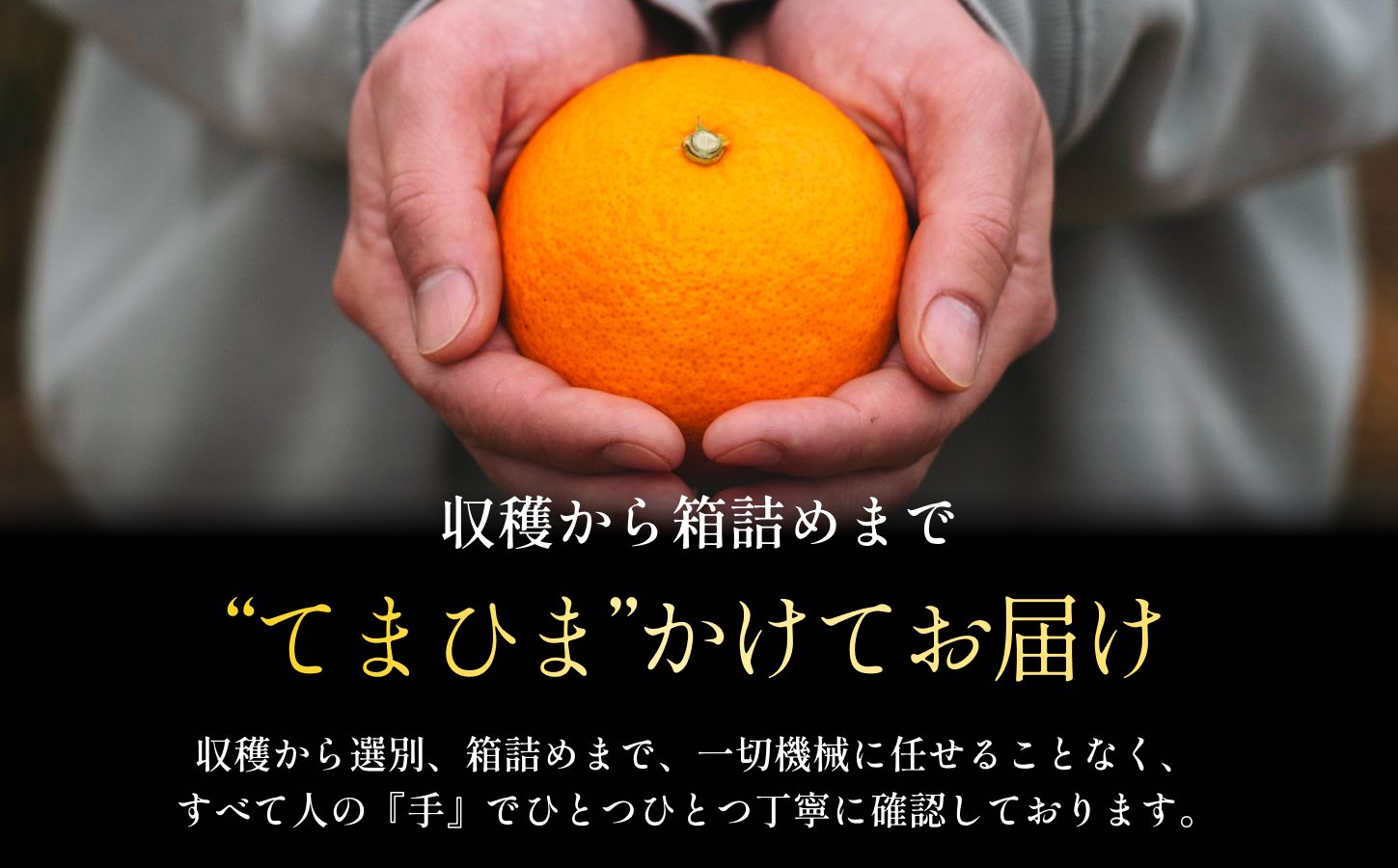 【先行受付】【紅プリンセスと同品種】「甘平×まどんな」愛果48号【3kg×2箱】【家庭用】【H70-112】【1683893】 YWTK111
