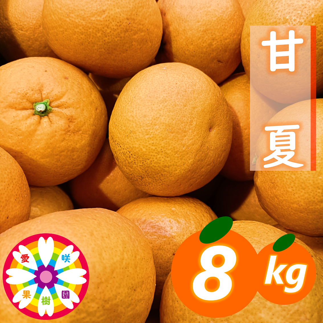 【先行受付】愛咲果樹園「甘夏」約8kg【C71-41】 YWTS037