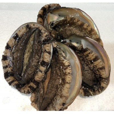 【3ヵ月毎定期便】八幡浜発竹中水産の大アワビ900g以上(2〜5個)【H22-289】全2回【配送不可地域：離島・北海道・沖縄県】【4076813】