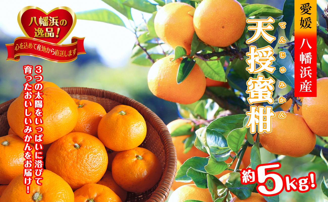 【先行受付】適度な潮風をうけ、太陽光、石垣、海の反射光を浴びて育った「天授蜜柑」約5kg【C39-45】【1243340】 YWTF023