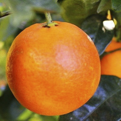 イタリア原産・紅色の果実!「ブラッドオレンジ」3.5kg入【C28-19】【配送不可地域：離島】【1069945】 YWTN012