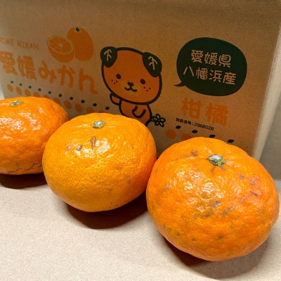 【ご家庭用】甘平 1.5kg 愛媛県 八幡浜産 西宇和地区 扁平で濃い味 新食感【H25-303】【1713021】