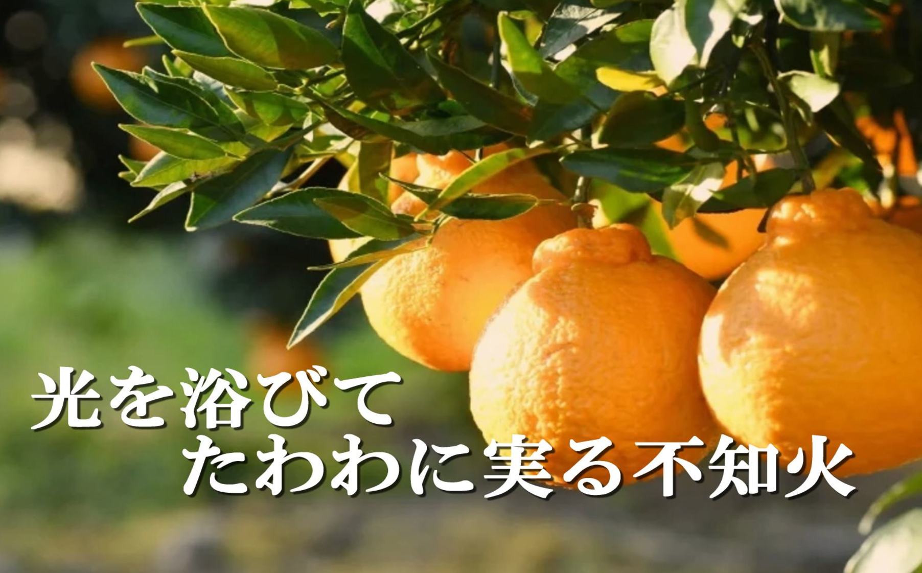 【先行受付】甘さと酸味の絶妙なバランス!はじける果肉「不知火」約3キロ【C39-74】【配送不可地域：離島】【1620480】 YWTF049