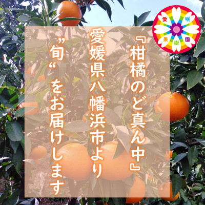 æå²ææš¹åãããšããçŽ3kgãD71-23ãã1598823ã