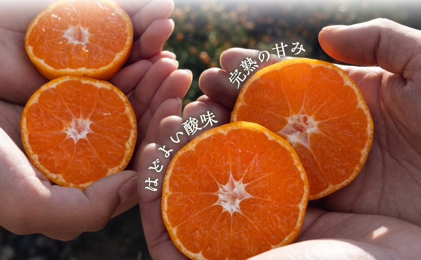 ãå®æäŸ¿2ã¶æããã¿ããæ¬æ¥ã®çã¿ã蟲家çŽéã§ãå±ãïŒãææ±ãã£ã·ãç穎ç£ã¿ãã å®çã¿ãã 5kg ãµã€ãºS~L 1ç®± å
š2åã98-20ãYWTBU023