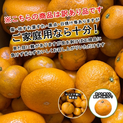 ★訳アリ★【数量限定300箱】　愛媛・小林果園の甘平(かんぺい)約3キロ【C24-39】【1711287】