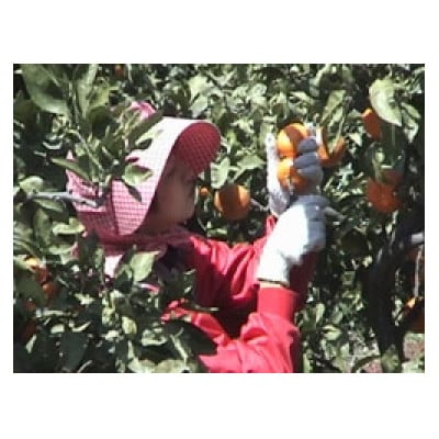 太陽のソナタ(温州おれんじジュース小3本入り)【C12-4】【1590370】