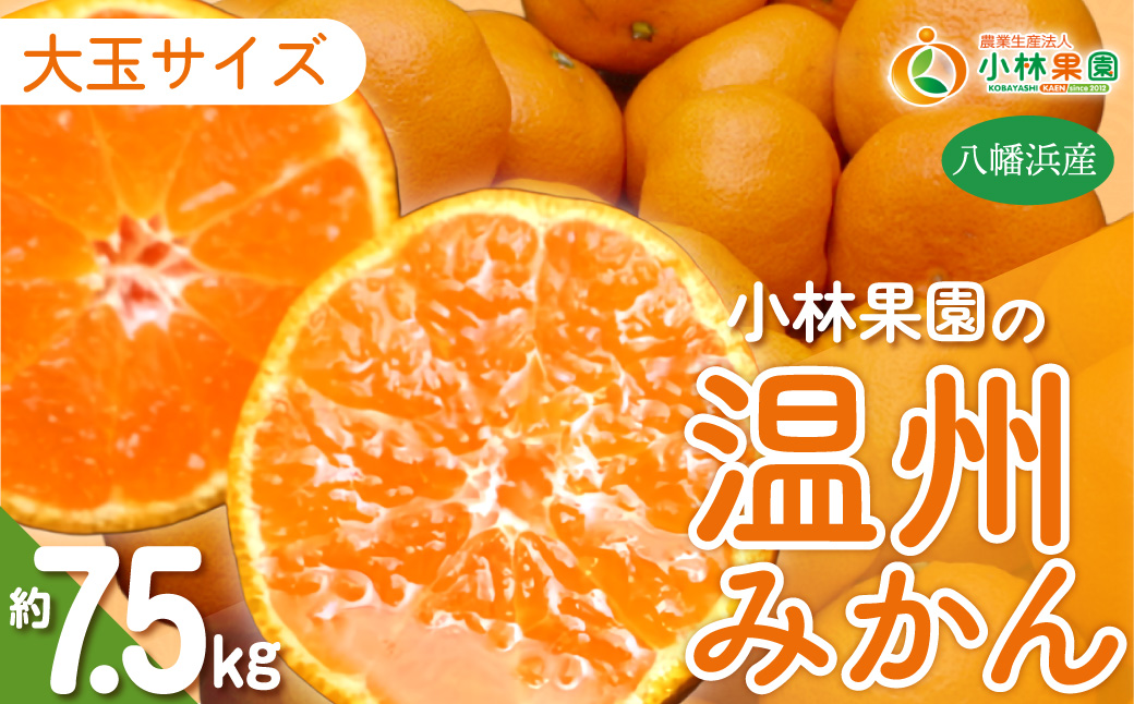 【先行受付】小林果園の温州みかん 約7.5kg　大玉サイズ【C24-33】 YWTAD024