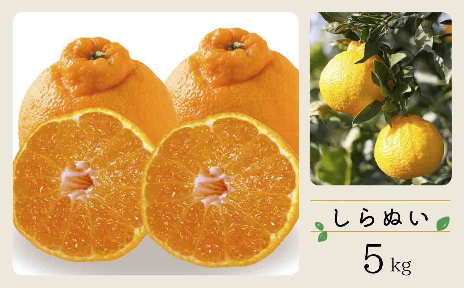 【先行受付】コウ果樹園「しらぬい」たっぷり5kg【C33-23】【1052369】 YWTG009