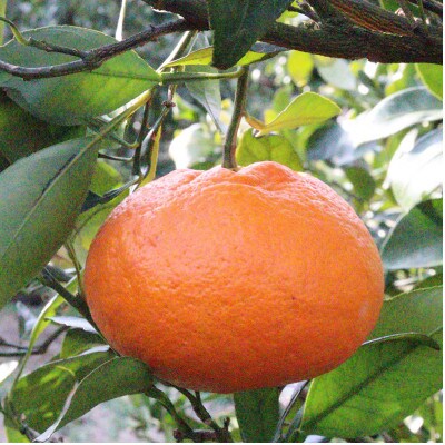 ★訳アリ★【数量限定300箱】　愛媛・小林果園の甘平(かんぺい)約3キロ【C24-39】【1711287】