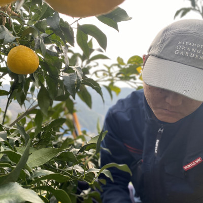 最高級みかん 媛皇 媛小春 4kg 愛媛県 八幡浜市 希少な幻の柑橘 黄色【H25-321】【1714065】