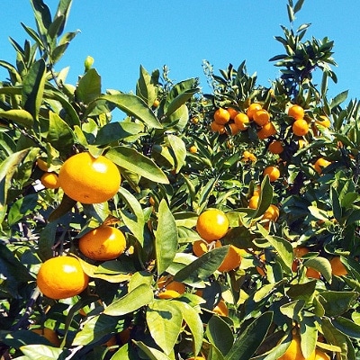 âã²ããã倩ç¶ã¹ã€ãŒãâãã²ãã®å·åã¿ãã6è¢ã»ãã(ãããŒããã£ããã±ãŒãž)ãC28-35ããé
éäžå¯å°åïŒé¢å³¶ãã1144774ã