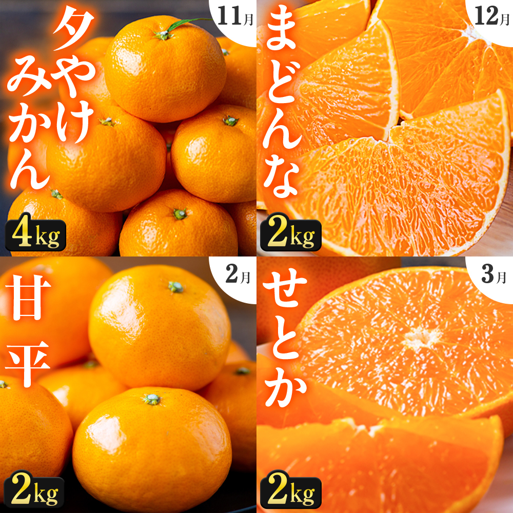 【発送月固定定期便】「こたつの上の冬物語」人気の4品種!【H49-70】全4回【4056121】 YWTZ002